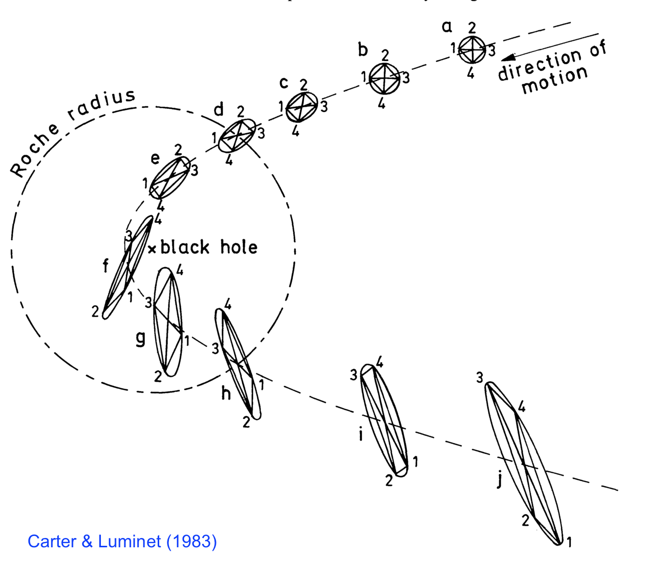 Tidal distortion of star passing very close to the black hole